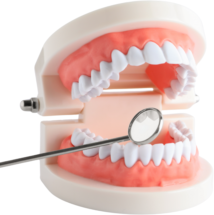 Specialty Care Typodont at RH Orthodontics